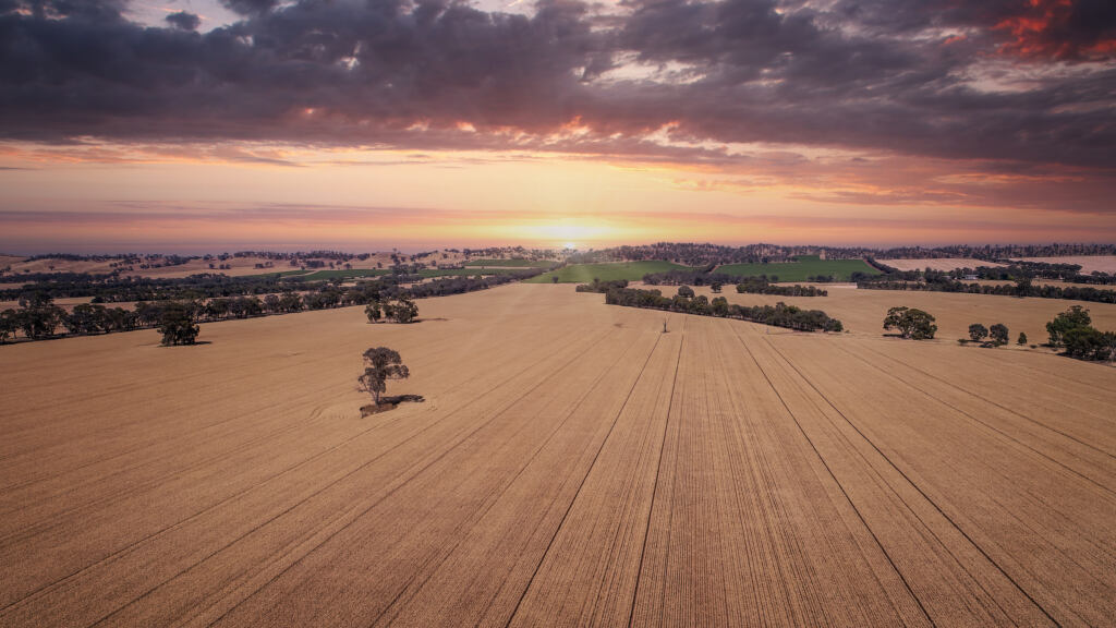 Aerial view of wheat crops outside of Bendigo Victoria