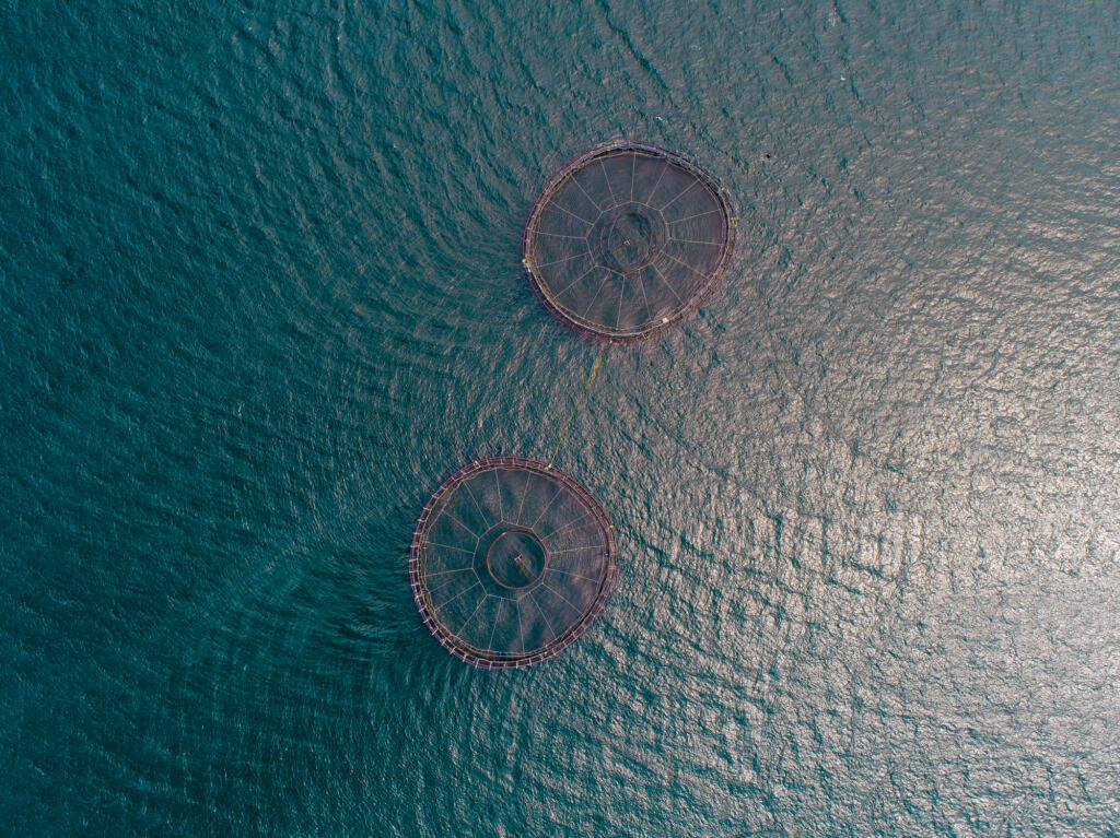 Aerial photograph from a Tasmanian salmon farm showing the nets in circles