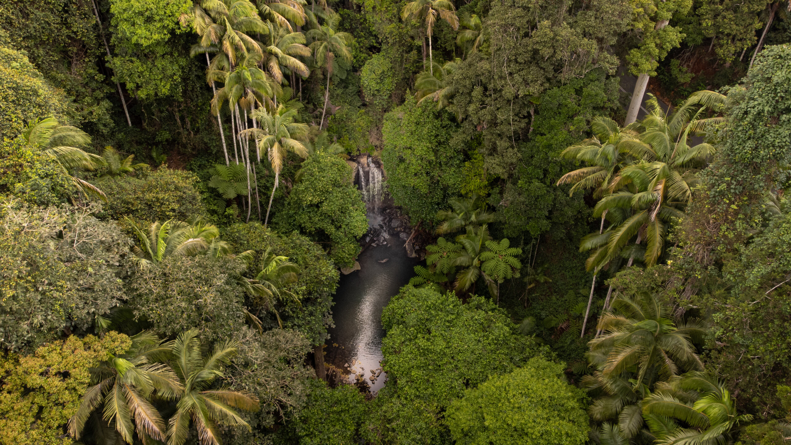 Drone view of Cedar Creek Falls and gorge in Tamborine Mountain, Queensland, Australia. Top down view of the complex of waterfalls and rock pools.