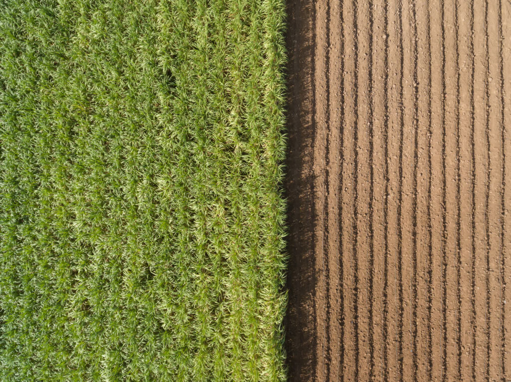 Aerial view: Rows of soil before planting. Sugar cane farm pattern in a ploughed field prepared for background