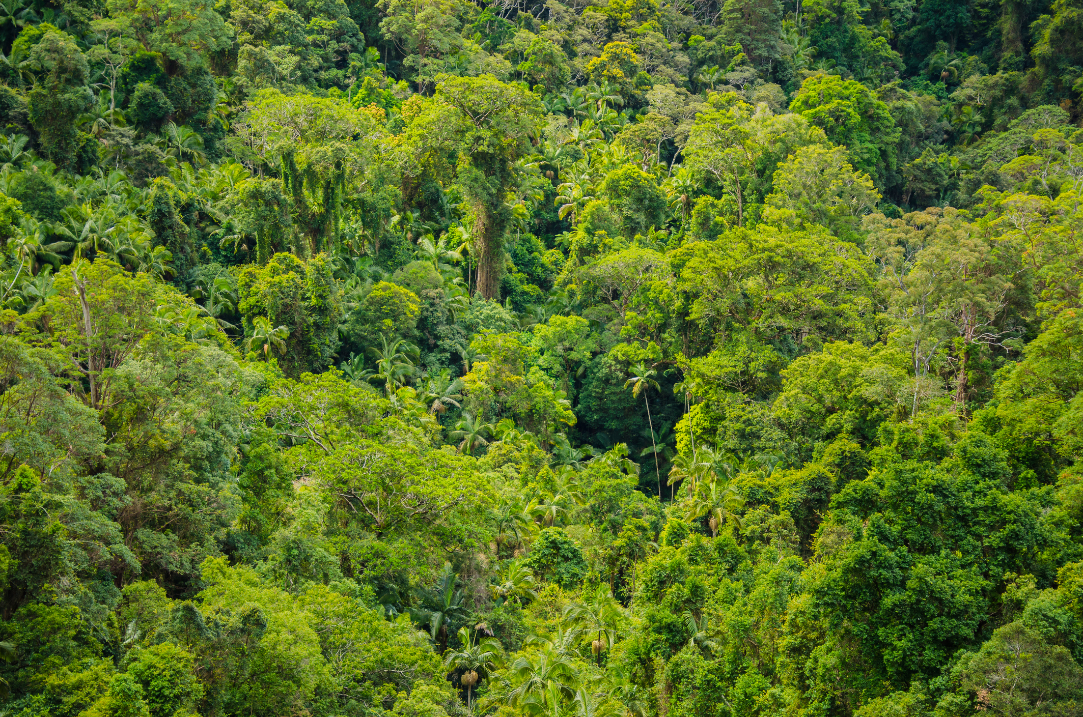 Lush subtropical rainforest in southern Queensland.