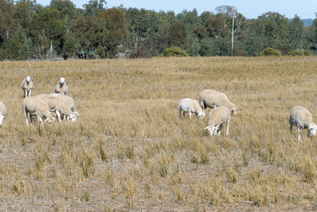 wiltipoll ewes and lamb grazing in a rural grass pasture