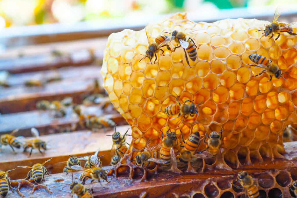 Honeybees swarming on a piece of honeycomb