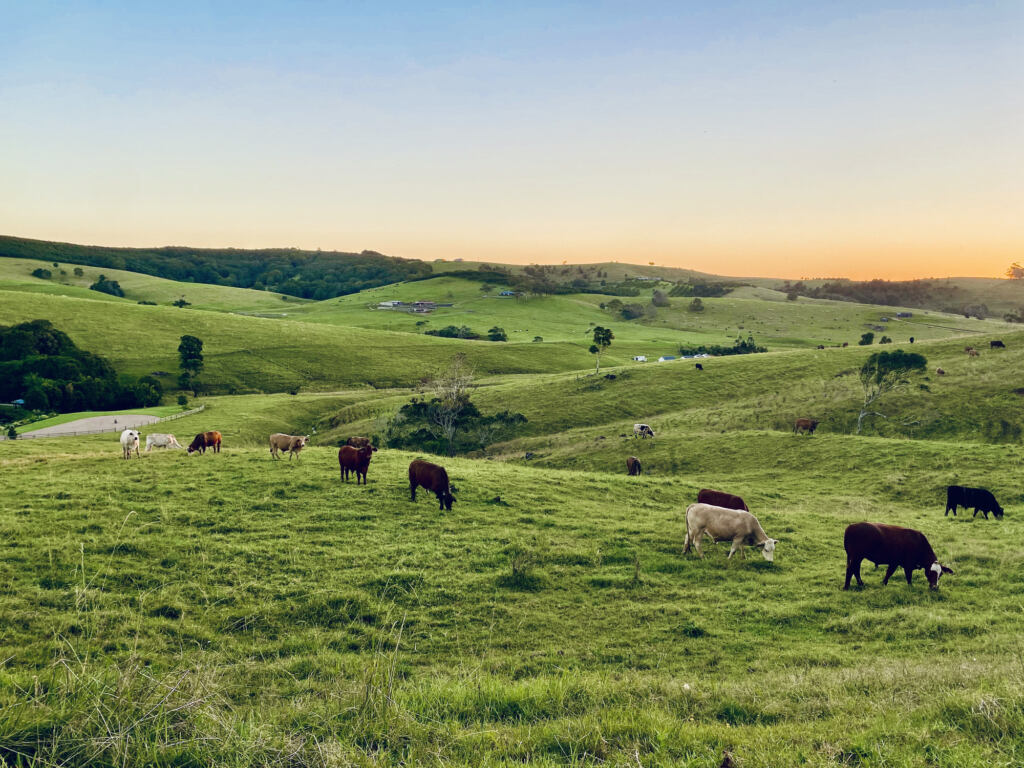 Horizontal landscape of free range cattle grazing open green farm fields at the onset of sunset in rural Bangalow near Byron Bay NSW Australia
