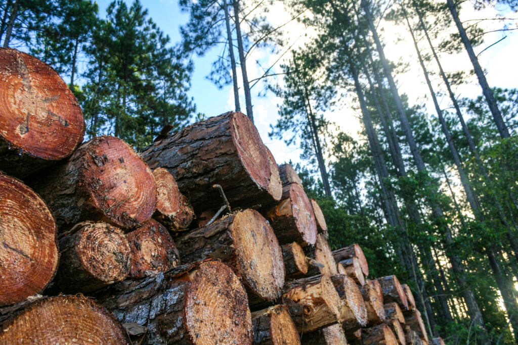 Pine logs cut and stacked ready for transport in a sustainable pine forest plantation.
