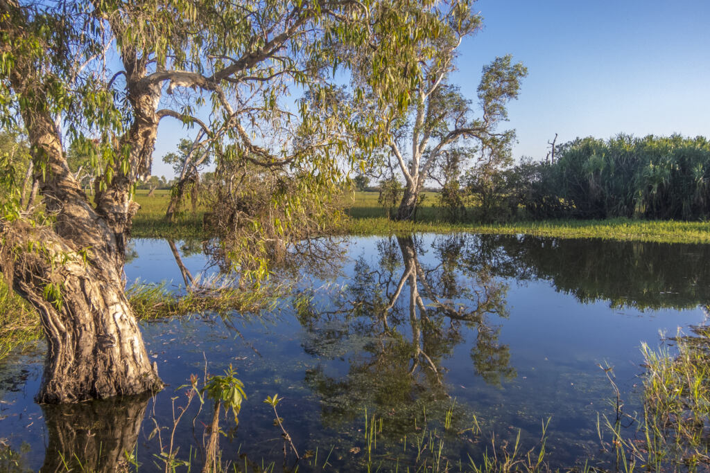 Peaceful landscape at sunrise in a Billabong in the outback of Northern Territory, Australia
