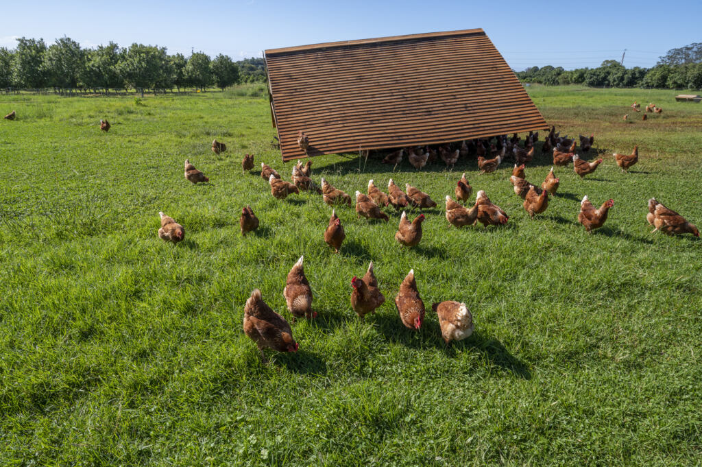Free range chickens enjoy their pasture. Northern NSW.