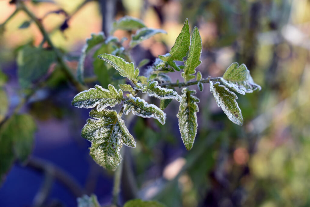 Macro of tomato plant leaves with frost