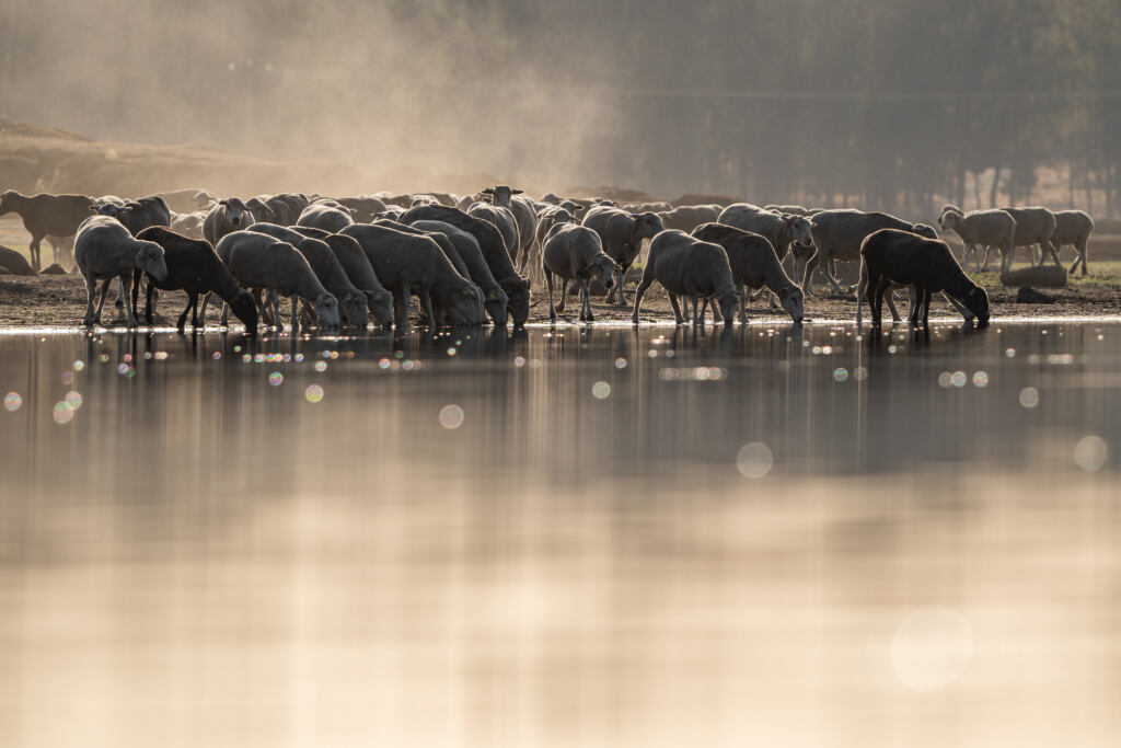 herd of sheep drinking in a swamp at dawn