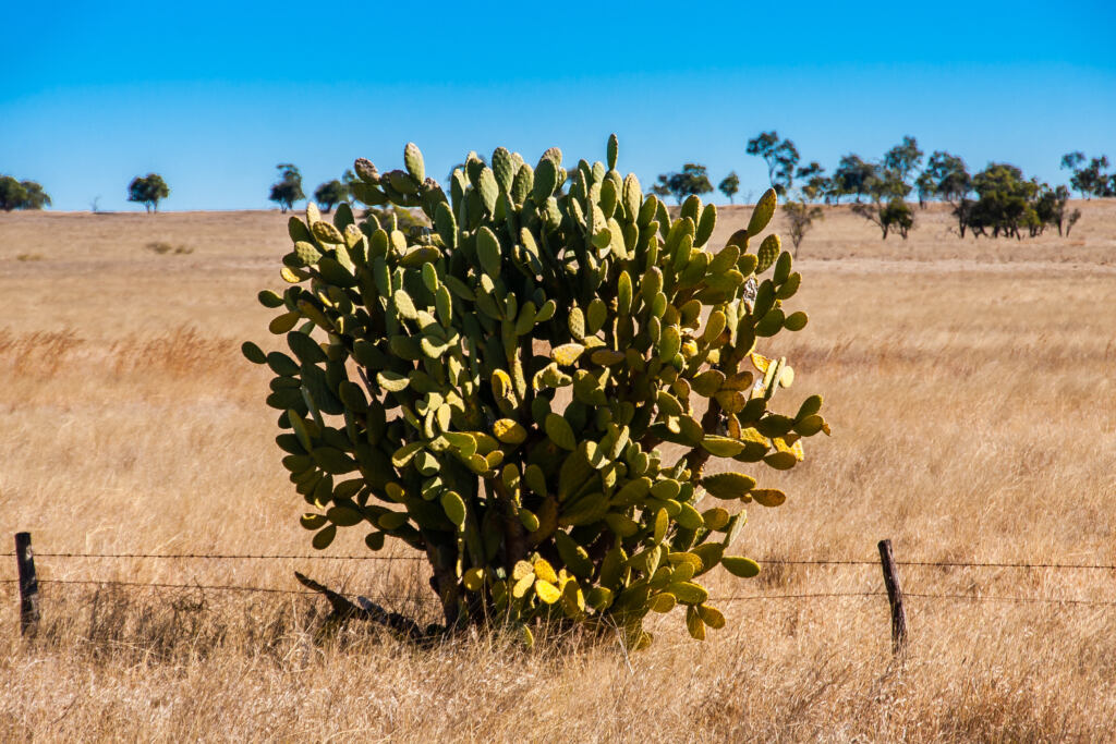 A common invasive cactus plant in a field