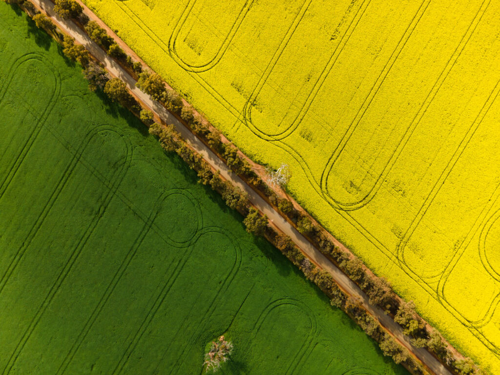 An aerial view of the canola fields in Western Australia
