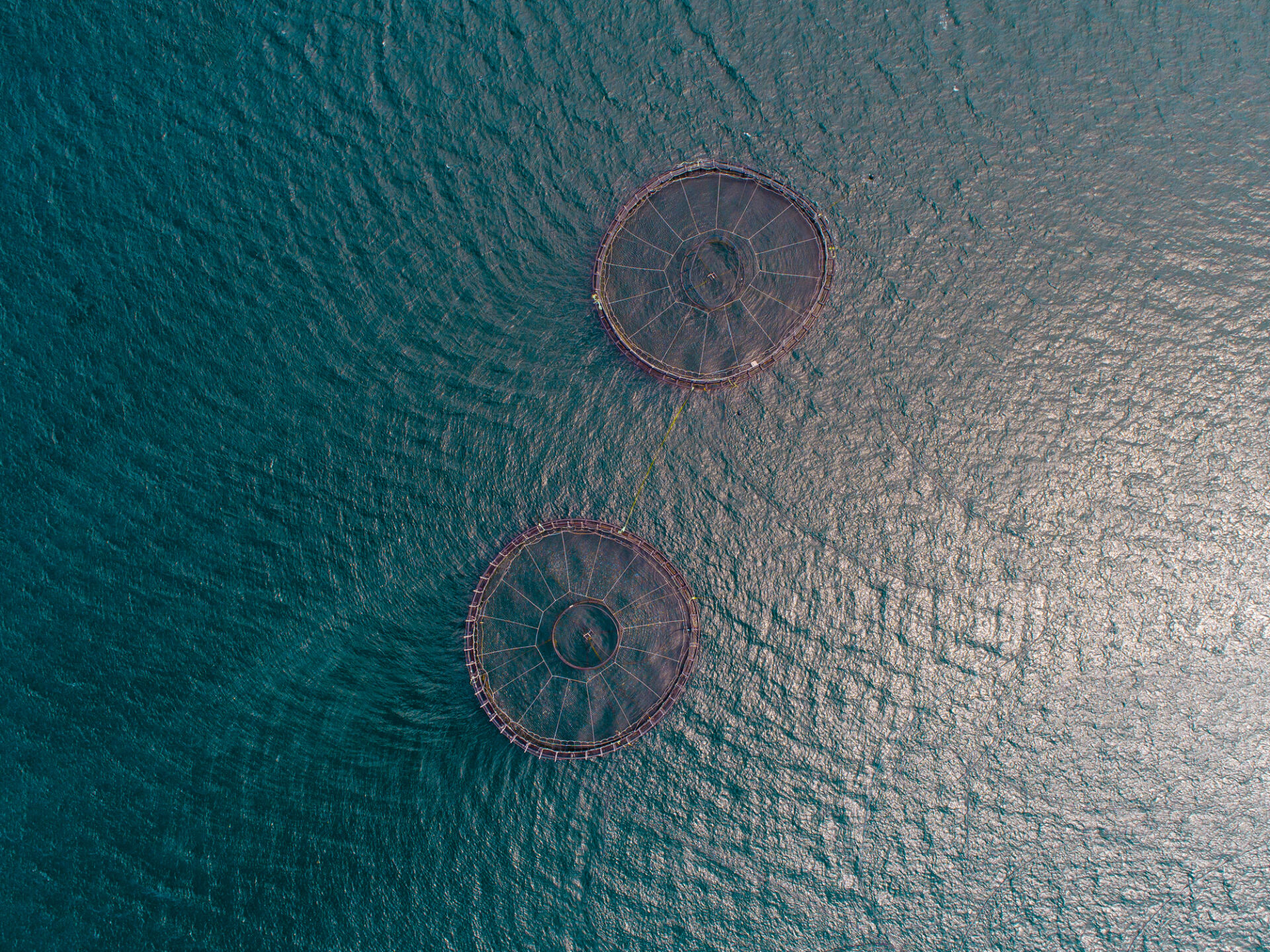 Aerial photograph from a Tasmanian salmon farm.