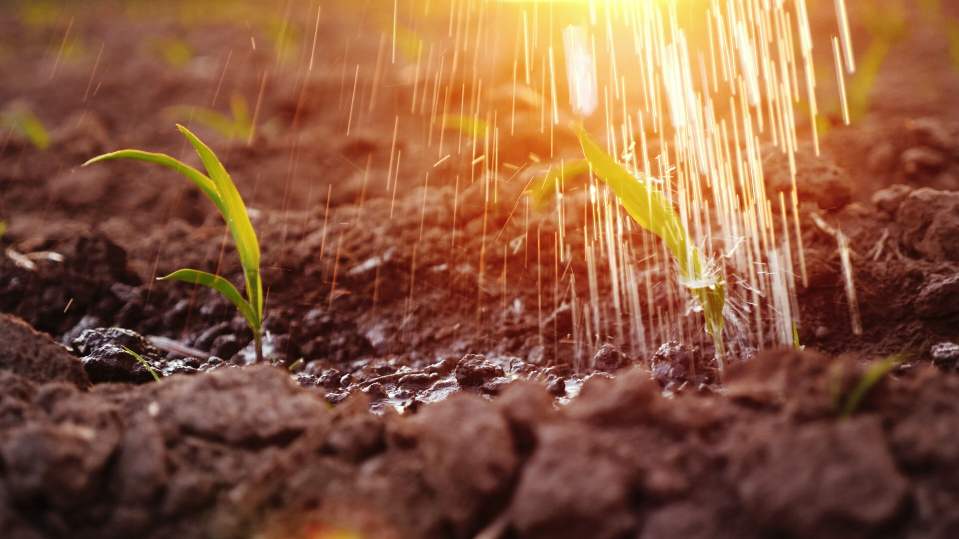 Water jets water young shoots on the field. At sunset with beautiful glare. Irrigation and irrigation in agriculture, organic farming.