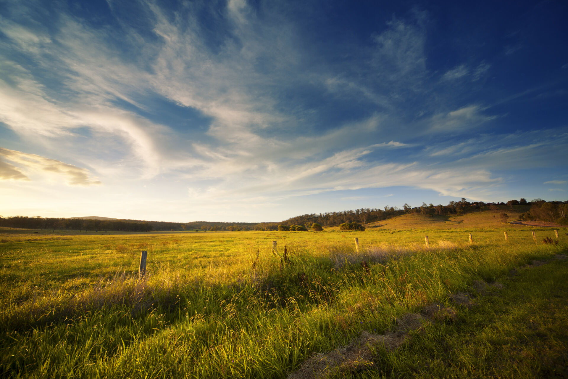 Wide Open Field