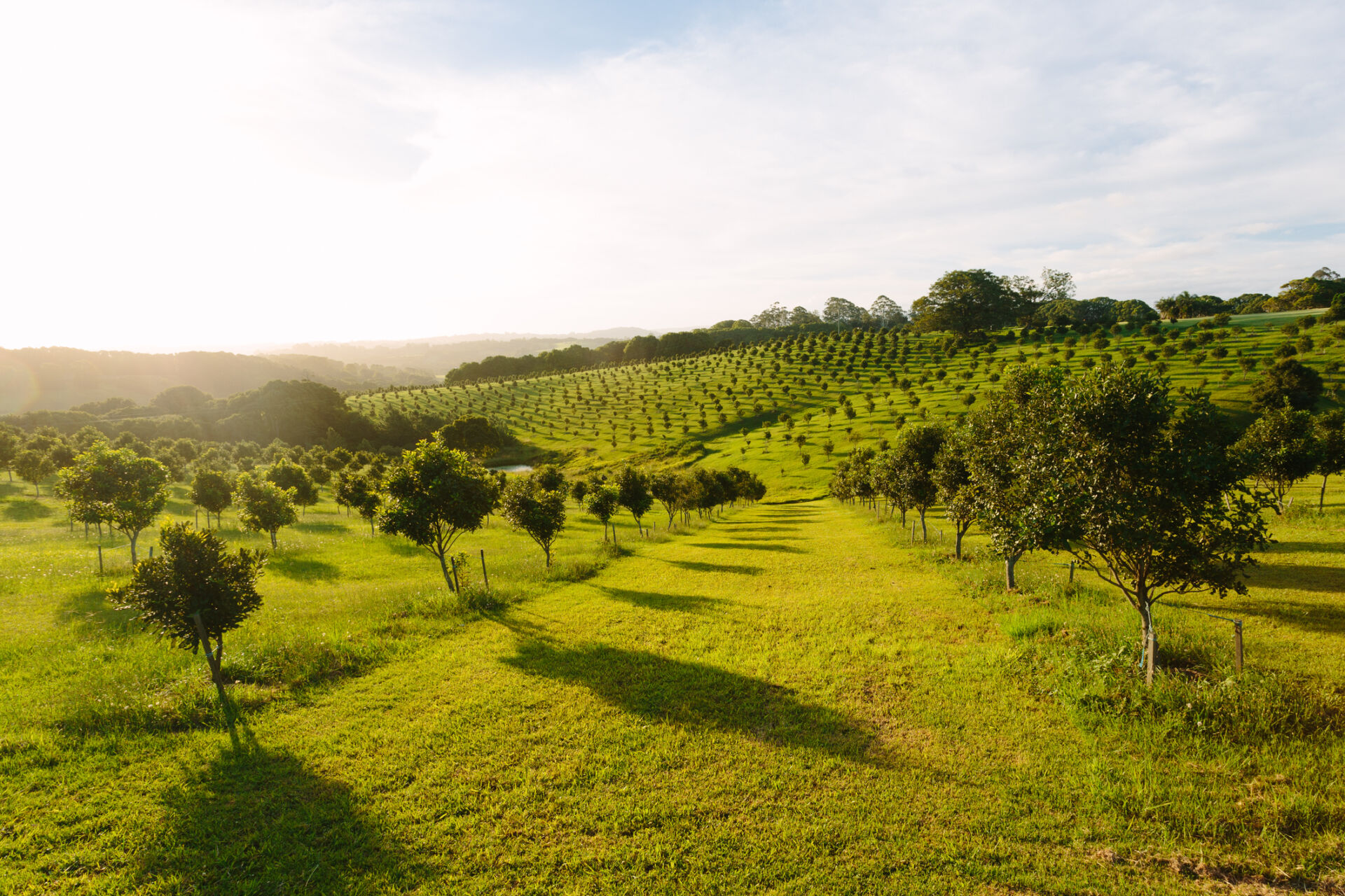 Macadamia orchard at Byron Bay, Bangalow, NSW, Australia