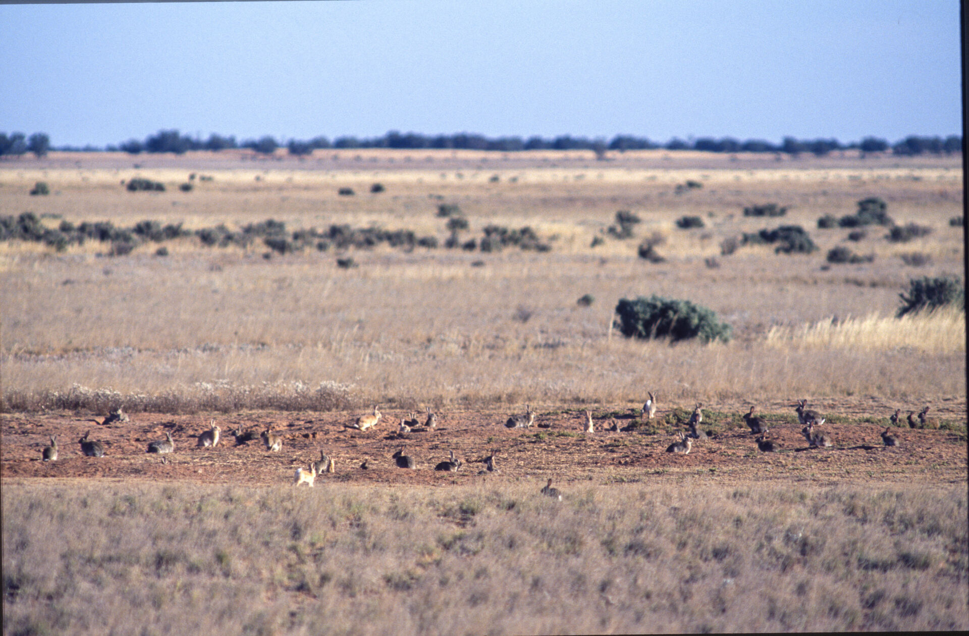 wild feral rabbits in plague numbers in the outback of South Australia.