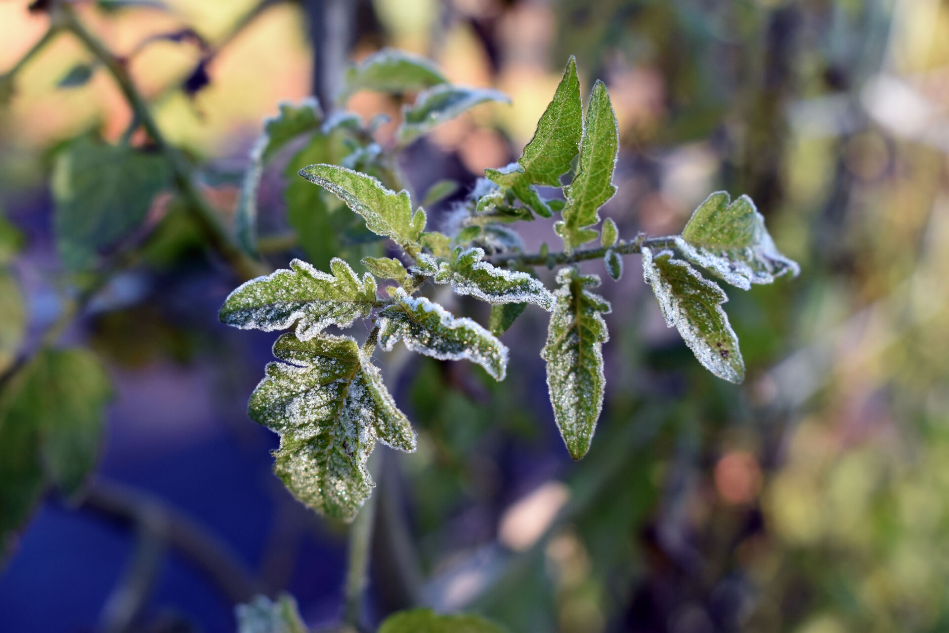 Macro of tomato plant leaves with frost