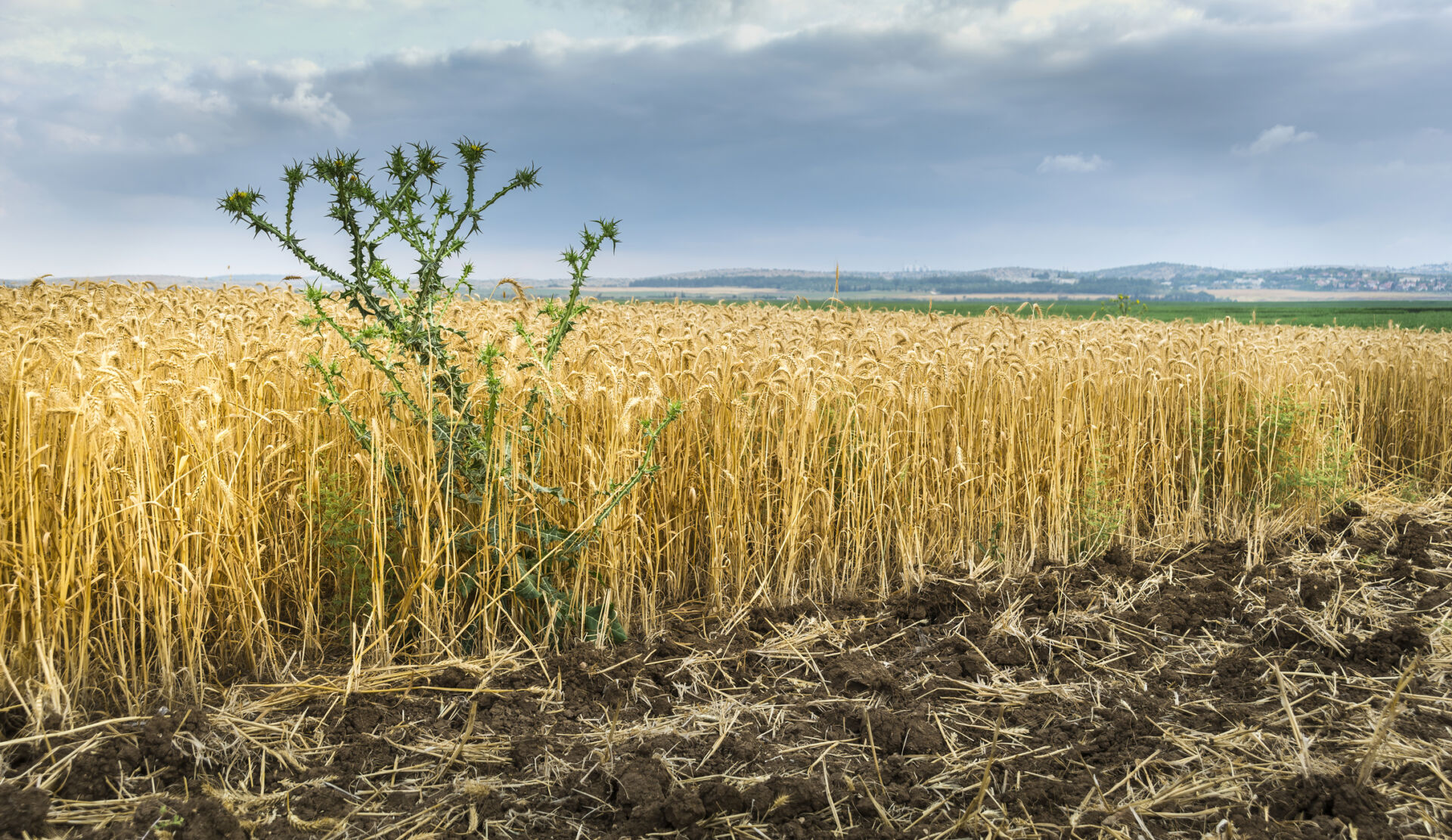 Tares among the wheat - green thorny weed growing between yellow ripe wheat stalks in a field ready for harvest, illustration of Biblical parable of Jesus