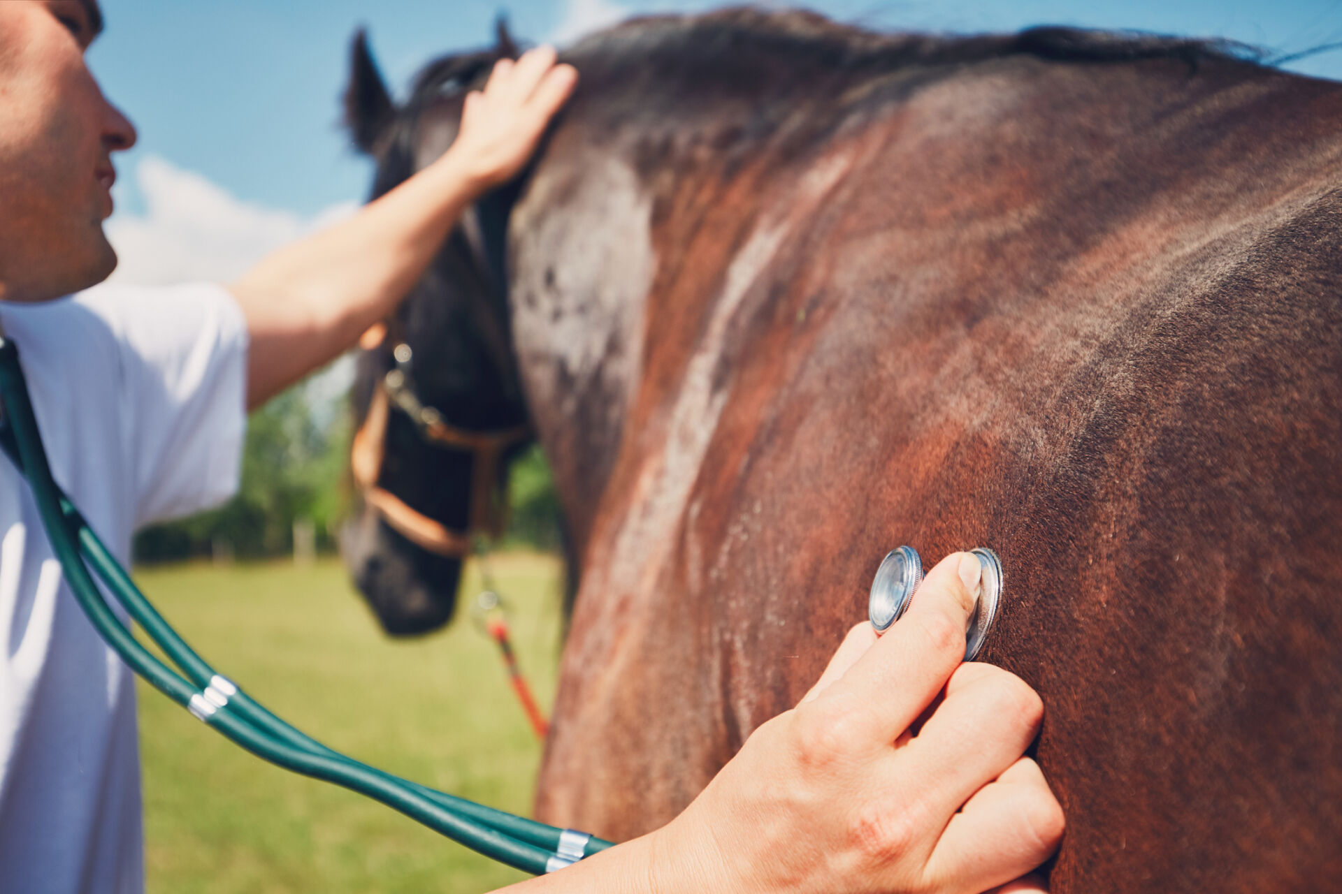 Veterinarian during medical exam (listening to heartbeat and lung) of the horse.