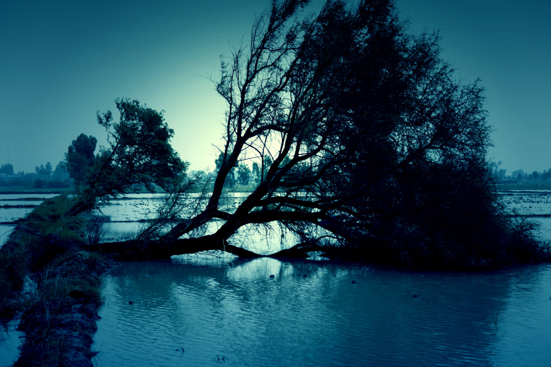 A fallen tree after hurricane outdoor in the nature.