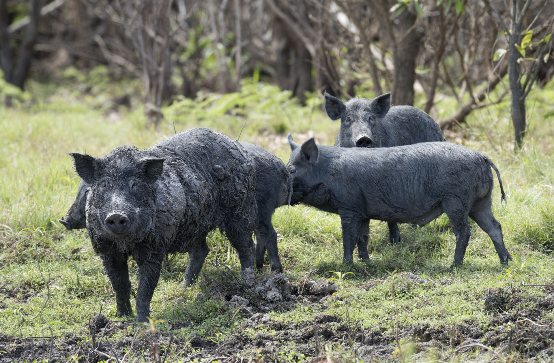 Mary river and Boomerang lagoon Northern Territory, wild feral pigs