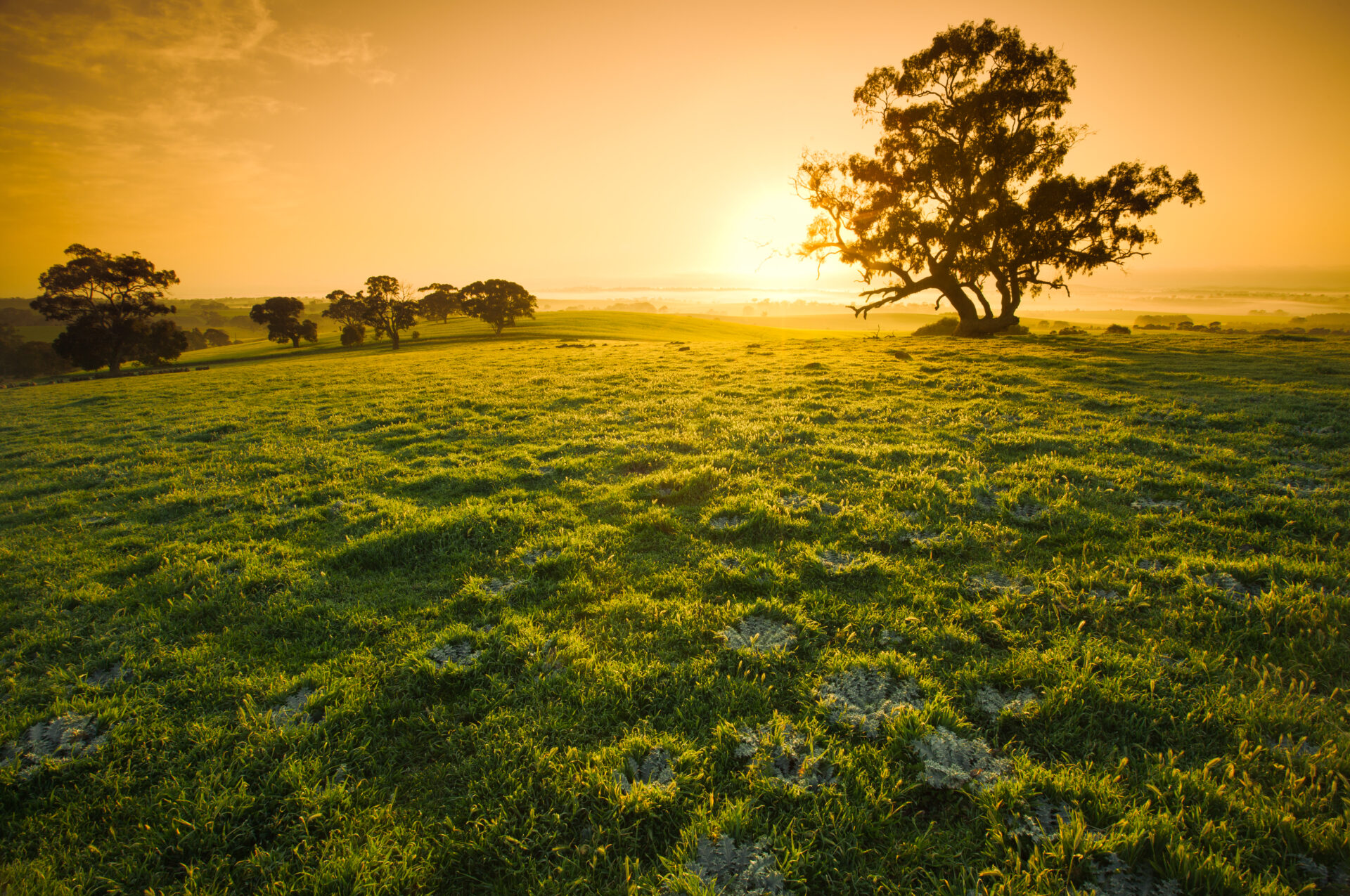 Fresh meadow sunrise in the Clare Valley - Credit Agronomeye